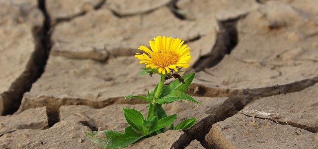 The Dandelion’s Secret