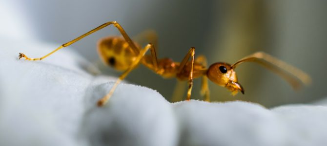 Becoming an Ant: A Helpful Analogy