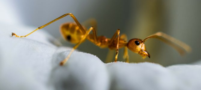 Becoming an Ant: A Helpful Analogy