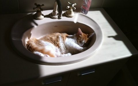 The Purr-fect Spot