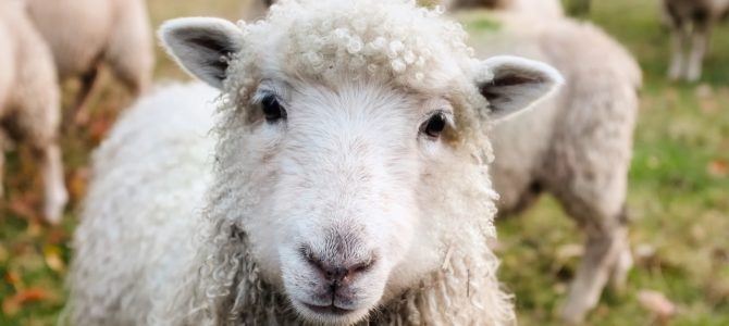 The Good Shepherd: Straying Sheep