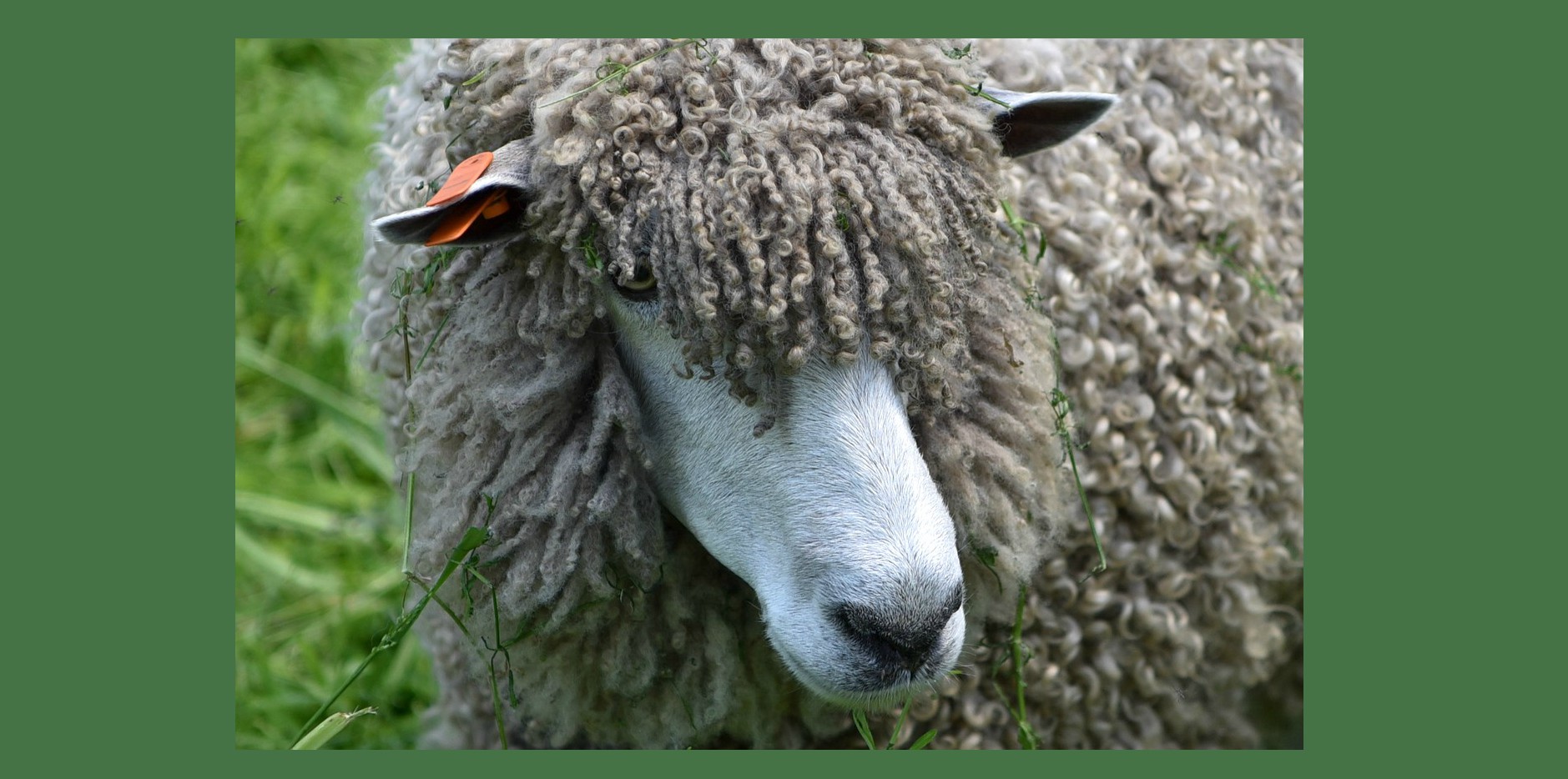 The Good Shepherd: Shear Misery