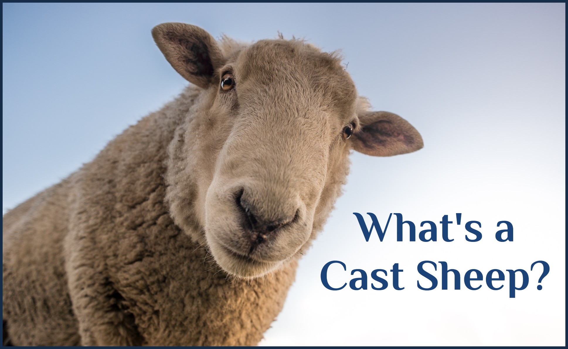 What’s a Cast Sheep?