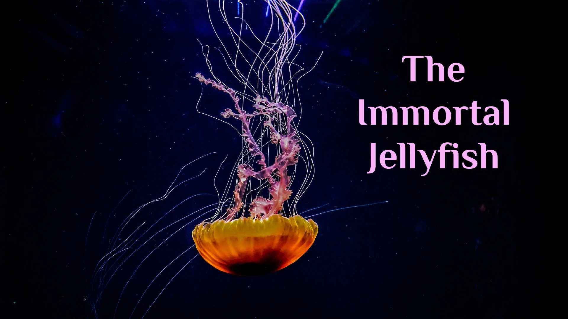 The Immortal Jellyfish