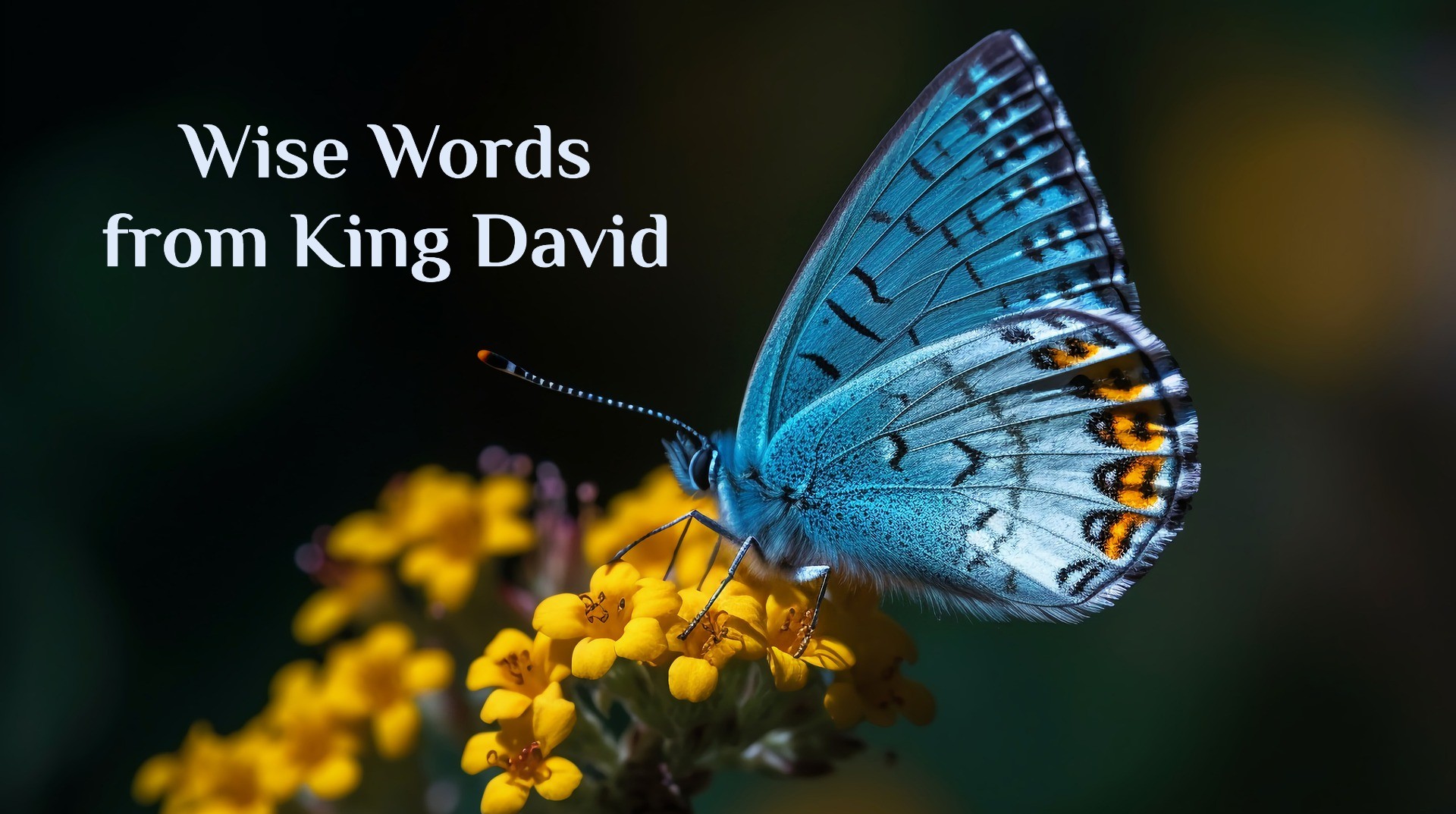 Wise Words from King David