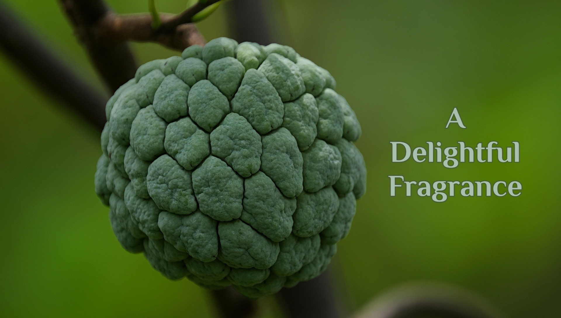 A Delightful Fragrance
